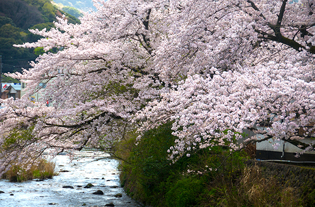 伊東市割烹きよ仲松川沿いの満開の桜